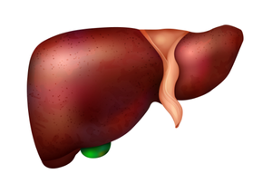 Ультразвукова діагностика | Lviv Medical Center | Львів Медікал Центр | ЛМЦ Ультразвукова діагностика | Lviv Medical Center | Львів Медікал Центр | ЛМЦ