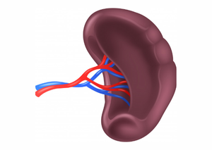 Ультразвукова діагностика | Lviv Medical Center | Львів Медікал Центр | ЛМЦ Ультразвукова діагностика | Lviv Medical Center | Львів Медікал Центр | ЛМЦ