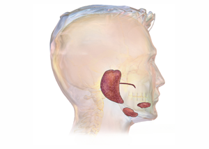 Ультразвукова діагностика | Lviv Medical Center | Львів Медікал Центр | ЛМЦ Ультразвукова діагностика | Lviv Medical Center | Львів Медікал Центр | ЛМЦ