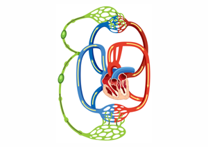 Ультразвукова діагностика | Lviv Medical Center | Львів Медікал Центр | ЛМЦ Ультразвукова діагностика | Lviv Medical Center | Львів Медікал Центр | ЛМЦ