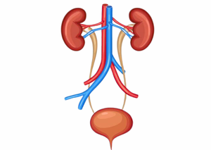 Ультразвукова діагностика | Lviv Medical Center | Львів Медікал Центр | ЛМЦ Ультразвукова діагностика | Lviv Medical Center | Львів Медікал Центр | ЛМЦ