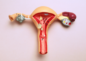 Ультразвукова діагностика | Lviv Medical Center | Львів Медікал Центр | ЛМЦ Ультразвукова діагностика | Lviv Medical Center | Львів Медікал Центр | ЛМЦ