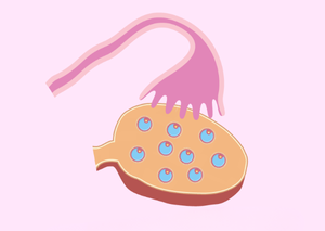 Ультразвукова діагностика | Lviv Medical Center | Львів Медікал Центр | ЛМЦ Ультразвукова діагностика | Lviv Medical Center | Львів Медікал Центр | ЛМЦ